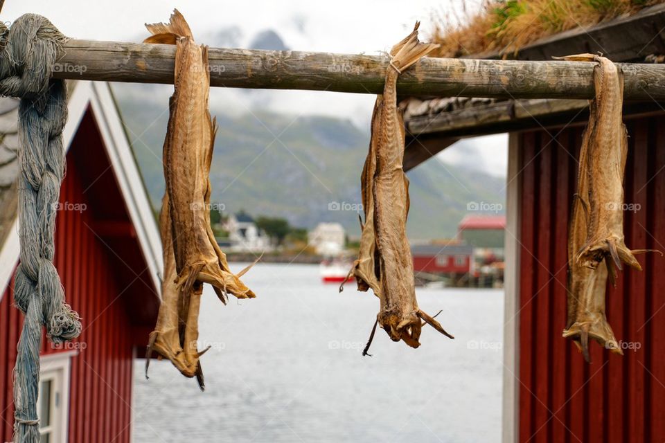 Stoccafisso fish hanging to dry 