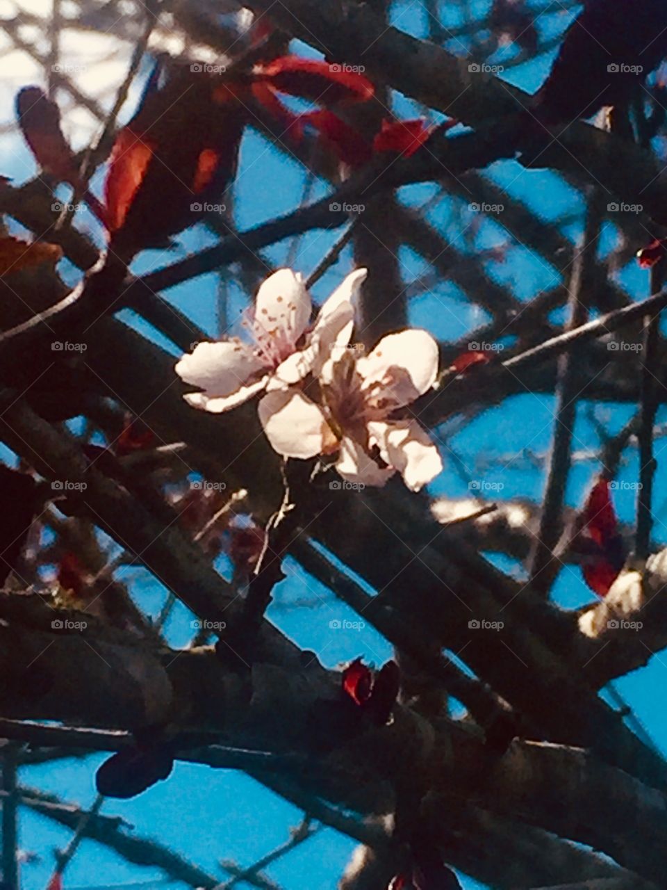 Purple plum tree flower