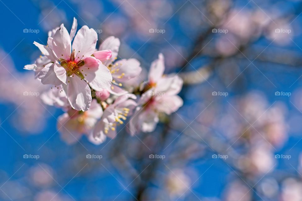 Beautiful flowers focused over other flowers