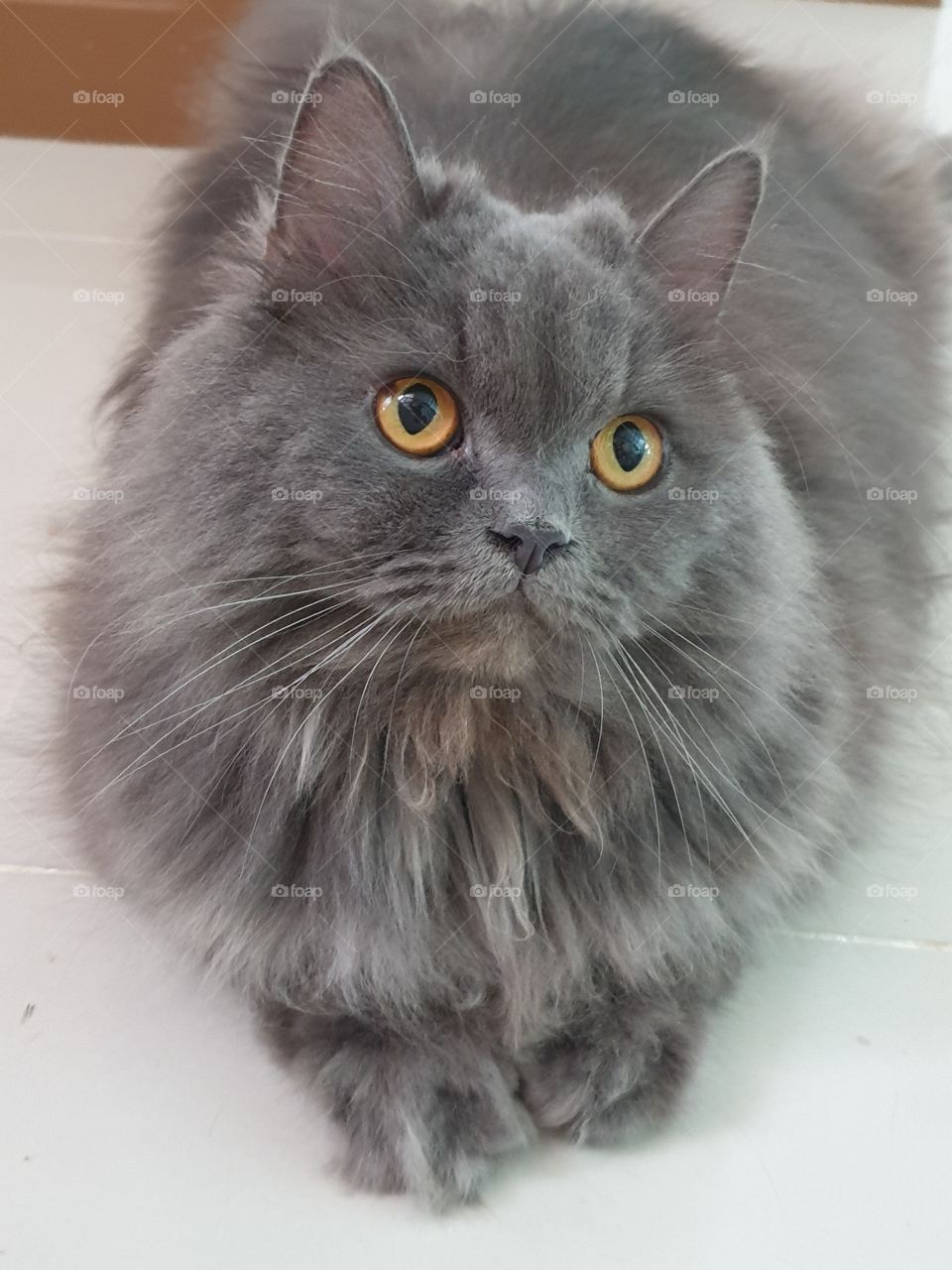 my gray cat