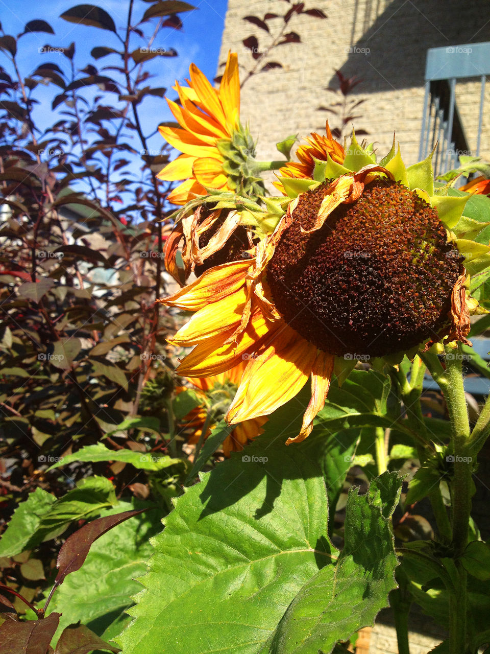 Resilient and poetic sunflower in urban garden in bright sunshine abstract nature art photography 