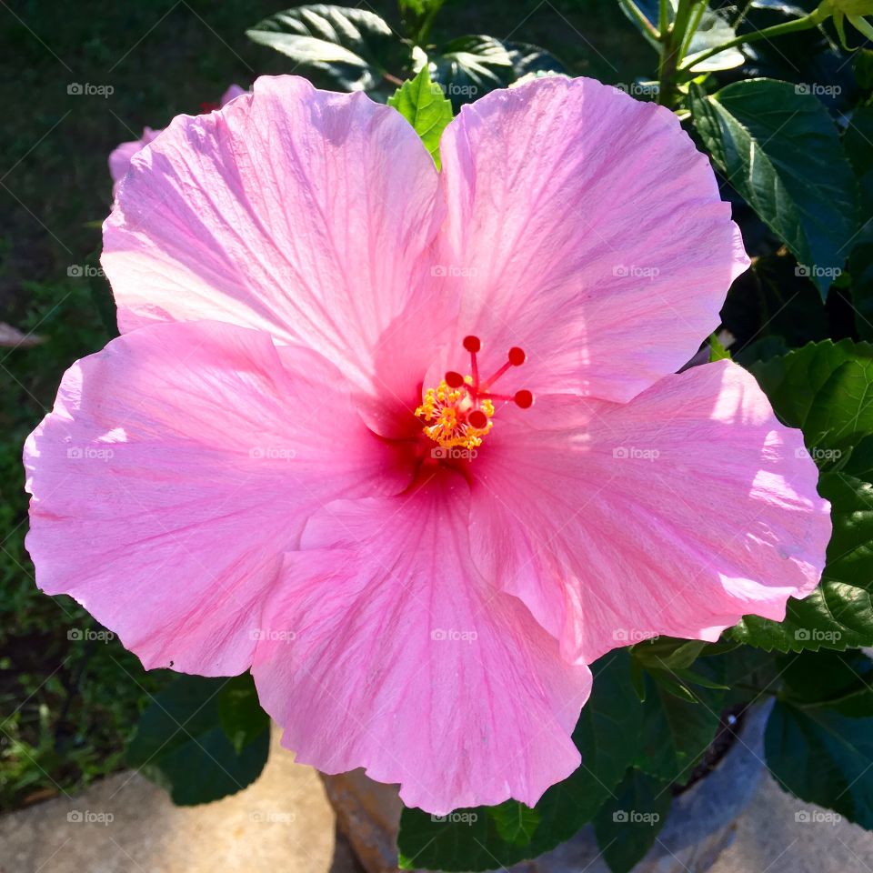 Hibiscus blooming