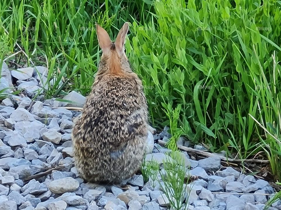 Bunny Back