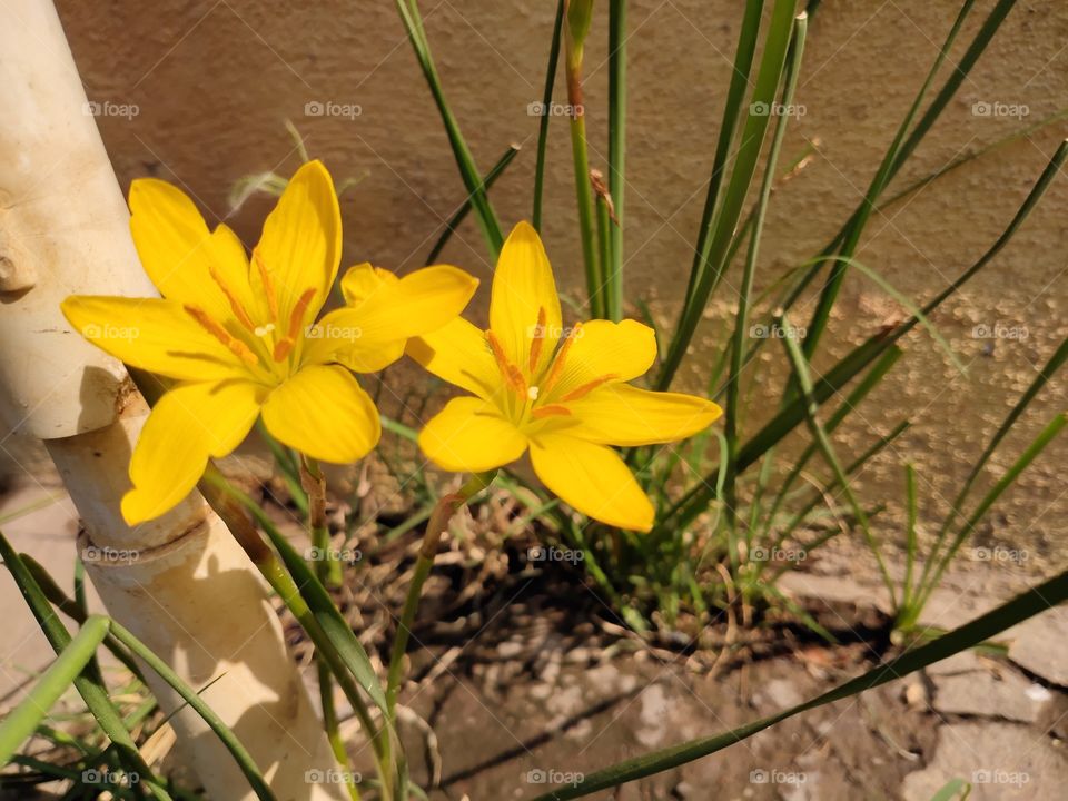 Green plants are always represents freshness and prosperity which motivate us to live happily