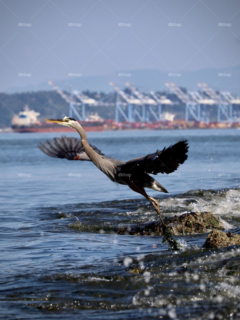 As it takes flight from the waters edge, the great blue heron spreads its wings along Commencement Bay in Tacoma, Washington 