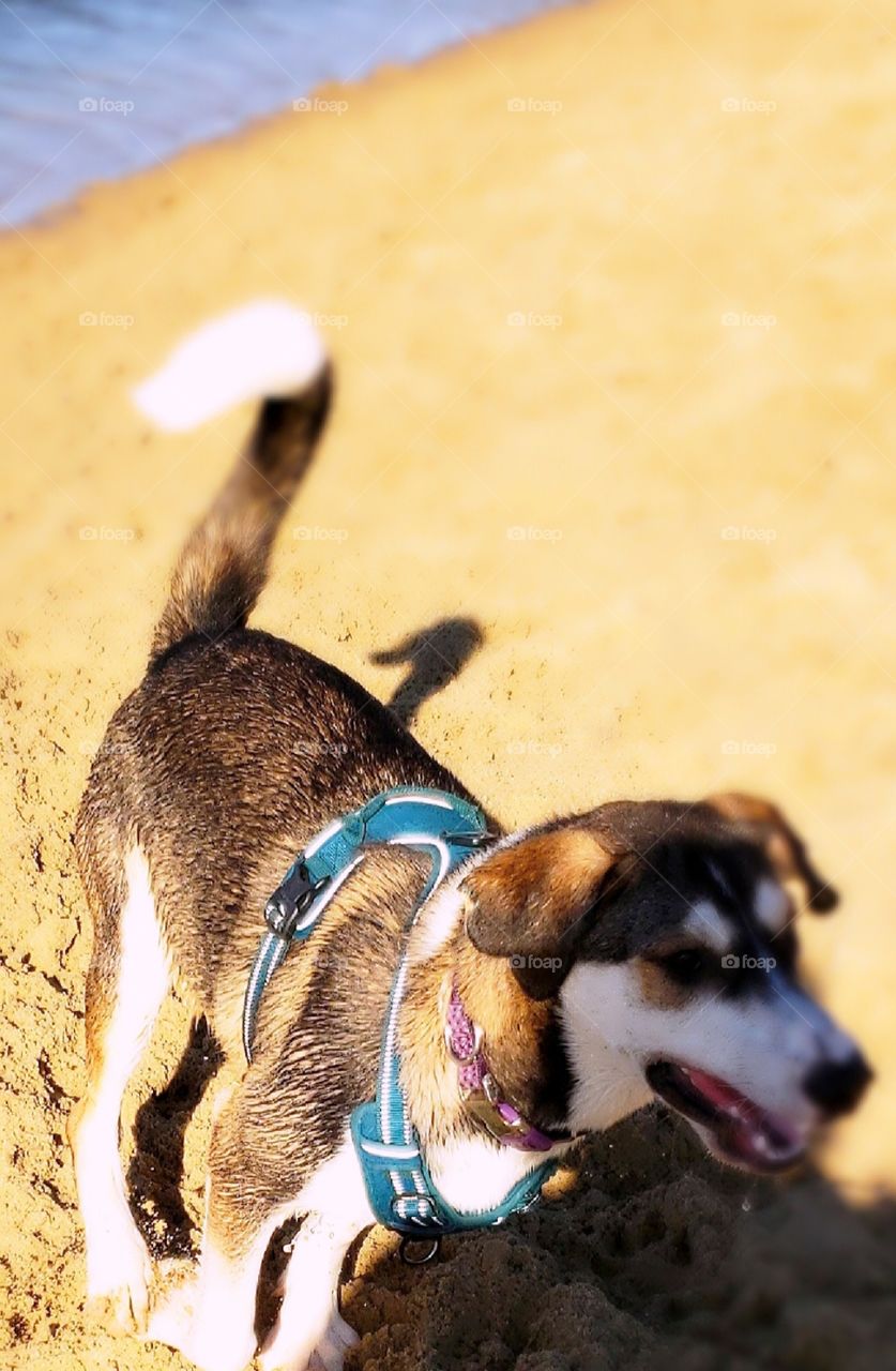 playful hound pup in sand