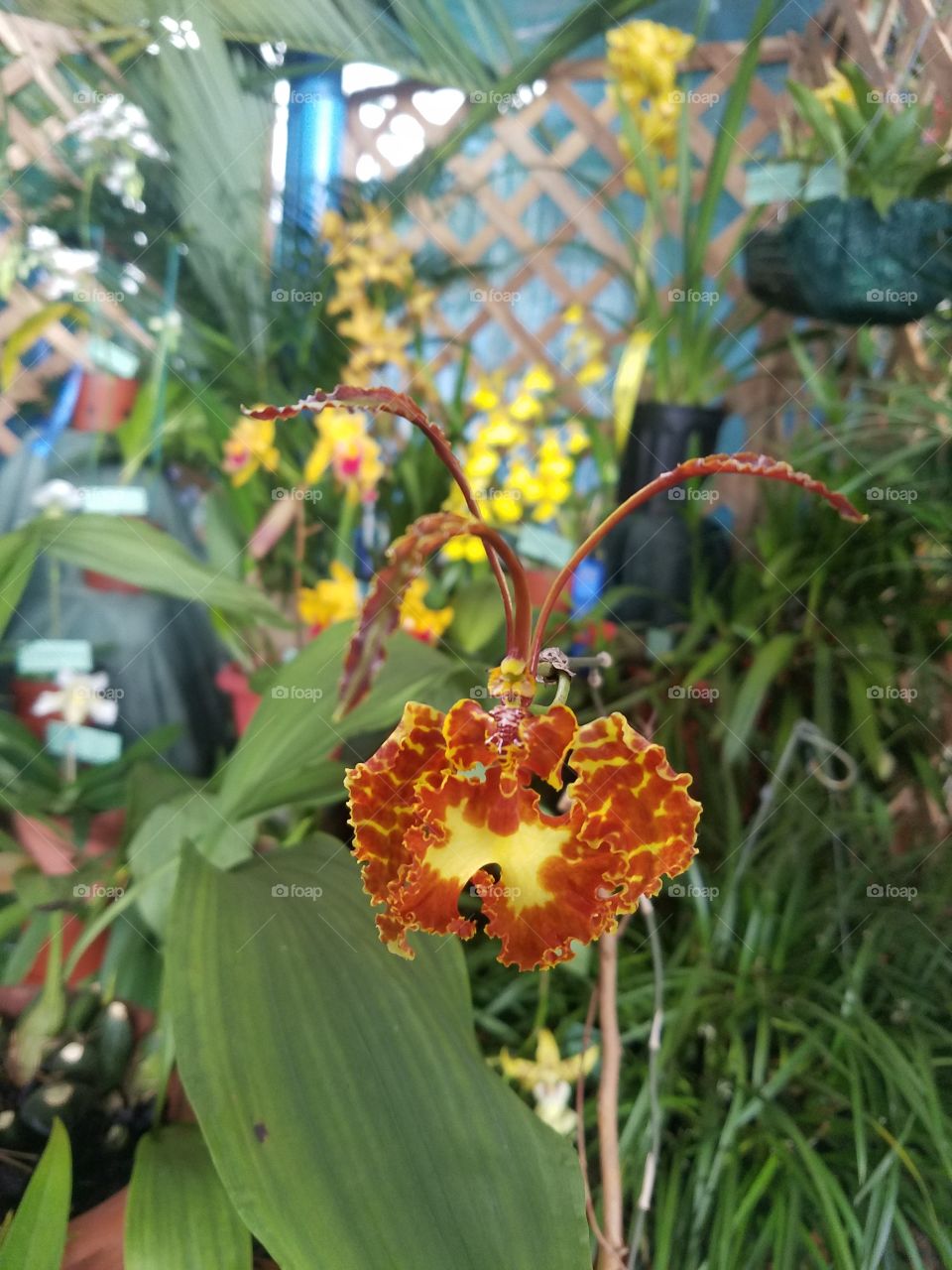 Endangered Orchid
