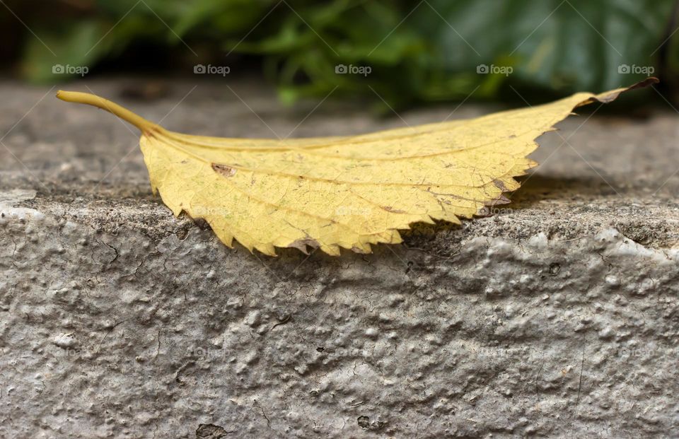 Yellow leaf