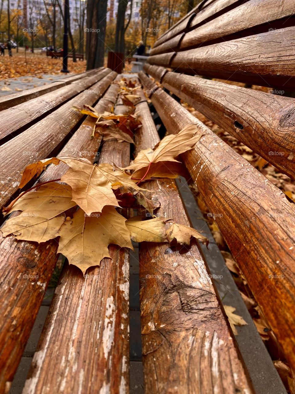  Autumn Yellow Leaf 