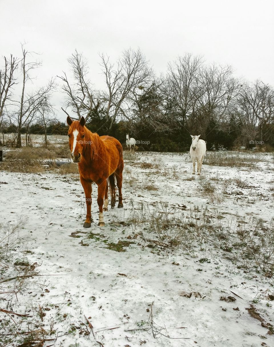 Winter Horses