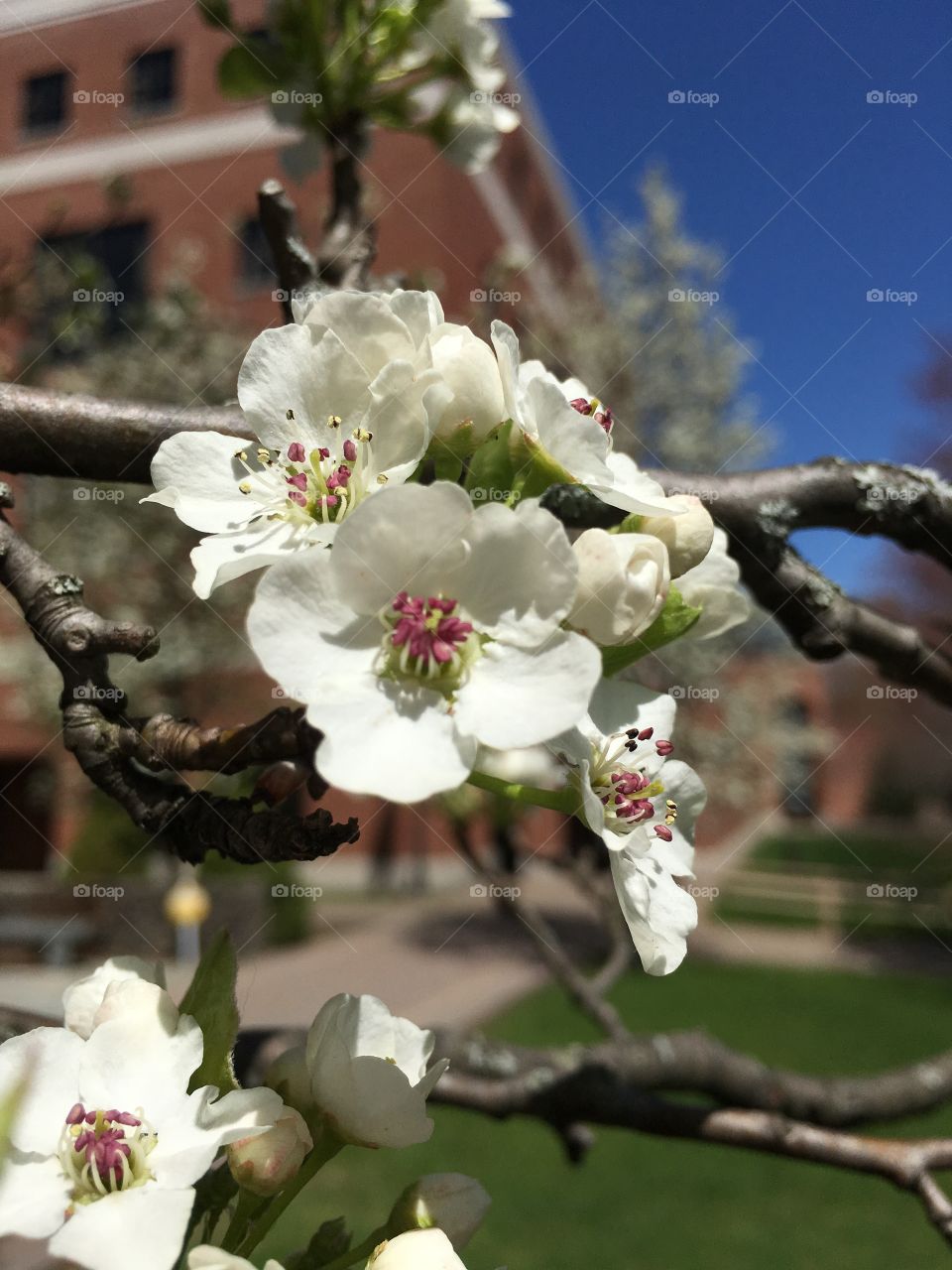 Blossoms on campus