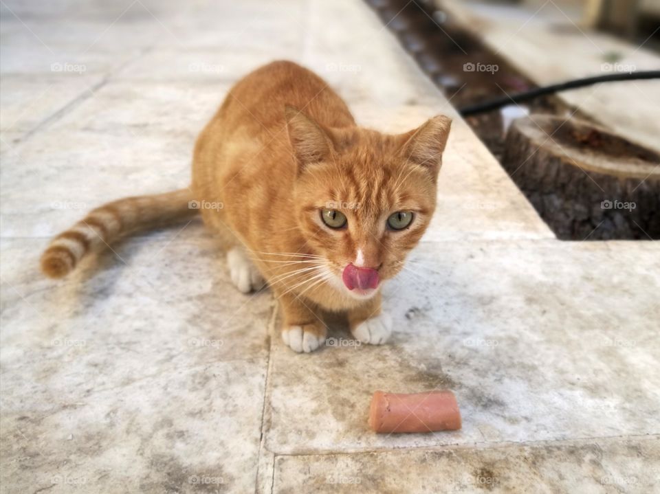 Stray cat eating some food.