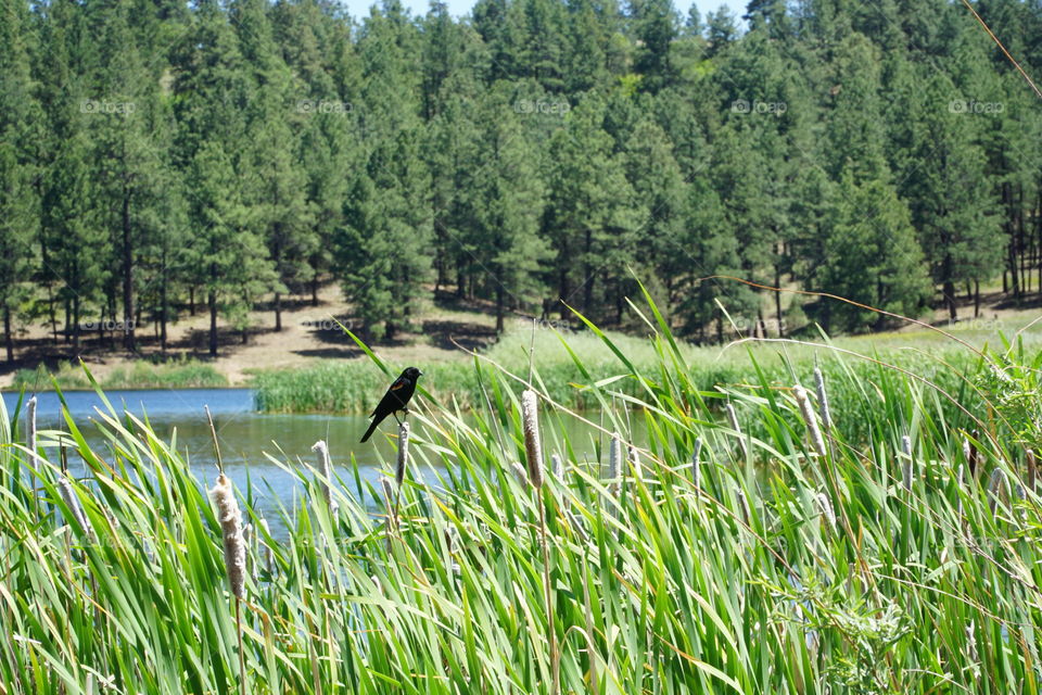 Red-winged blackbird on lake cattails