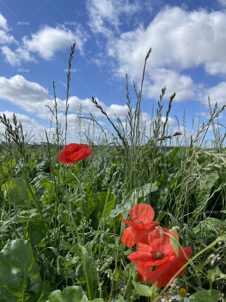 Poppy time … only a few stray poppies scattered in this farmers field but they are so pretty ❤️ 💚