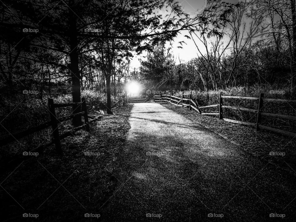 Light On The Meadows Path