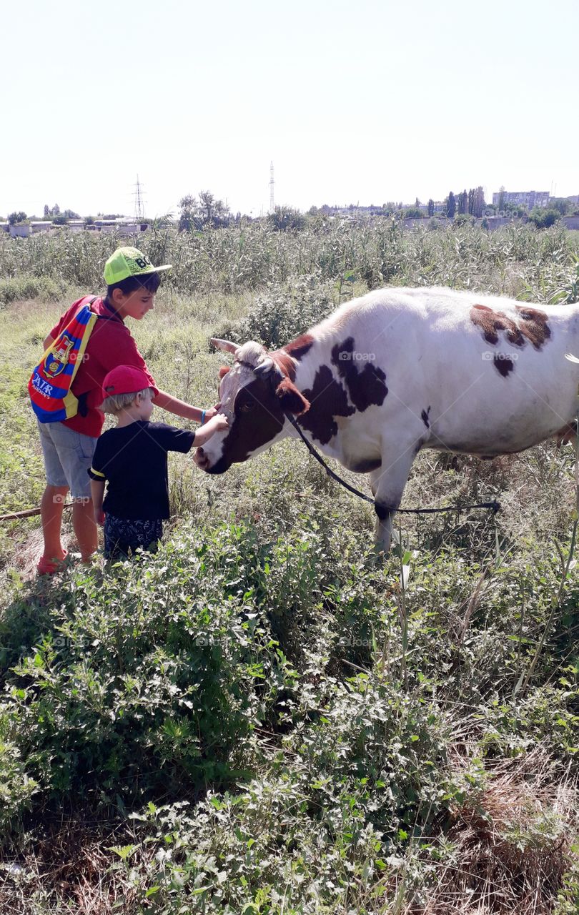 two kids stroking a cow