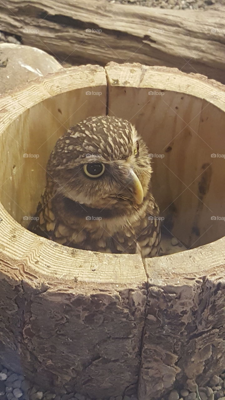 hiding Owl