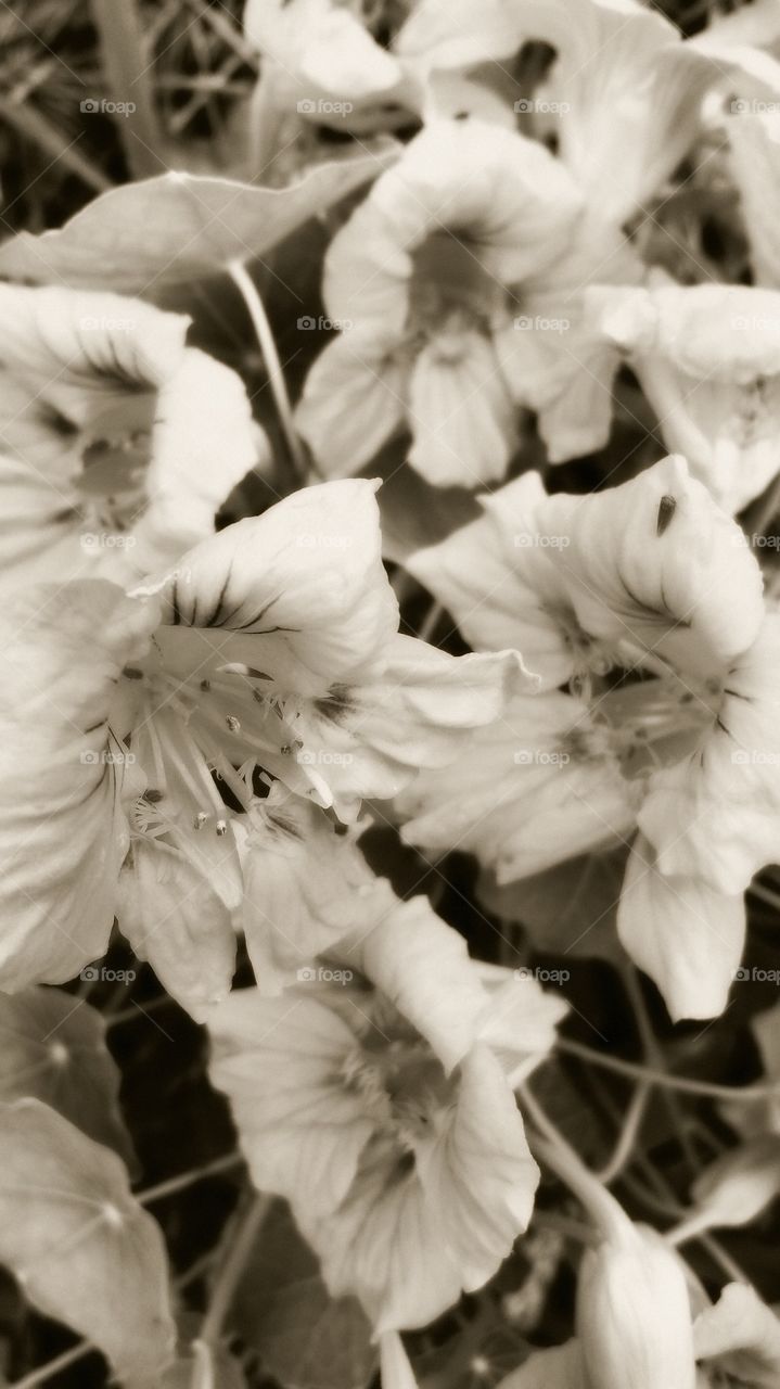 Nasturtium. In my garden