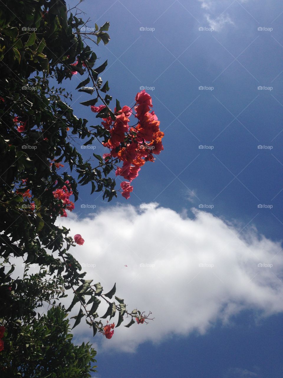 Green , red , white and the blue 