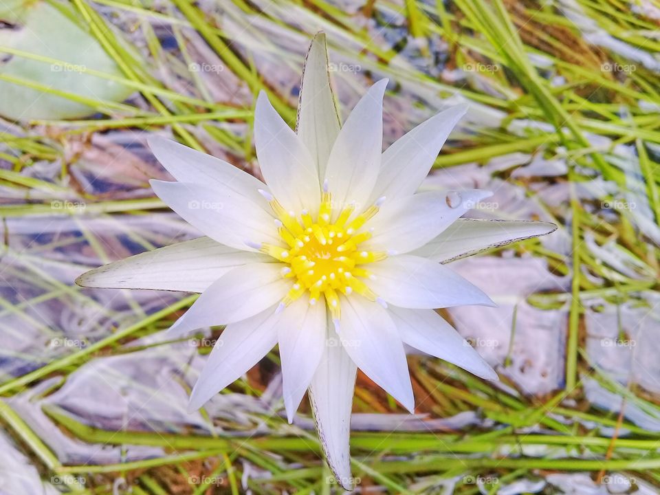 Fresh and beautiful white lotus flowers that have bloomed perfectly