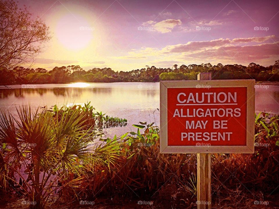 Alligator lake