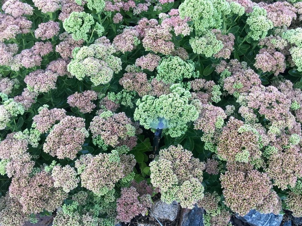 Sedum