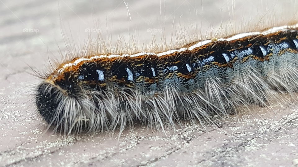 Caterpillar