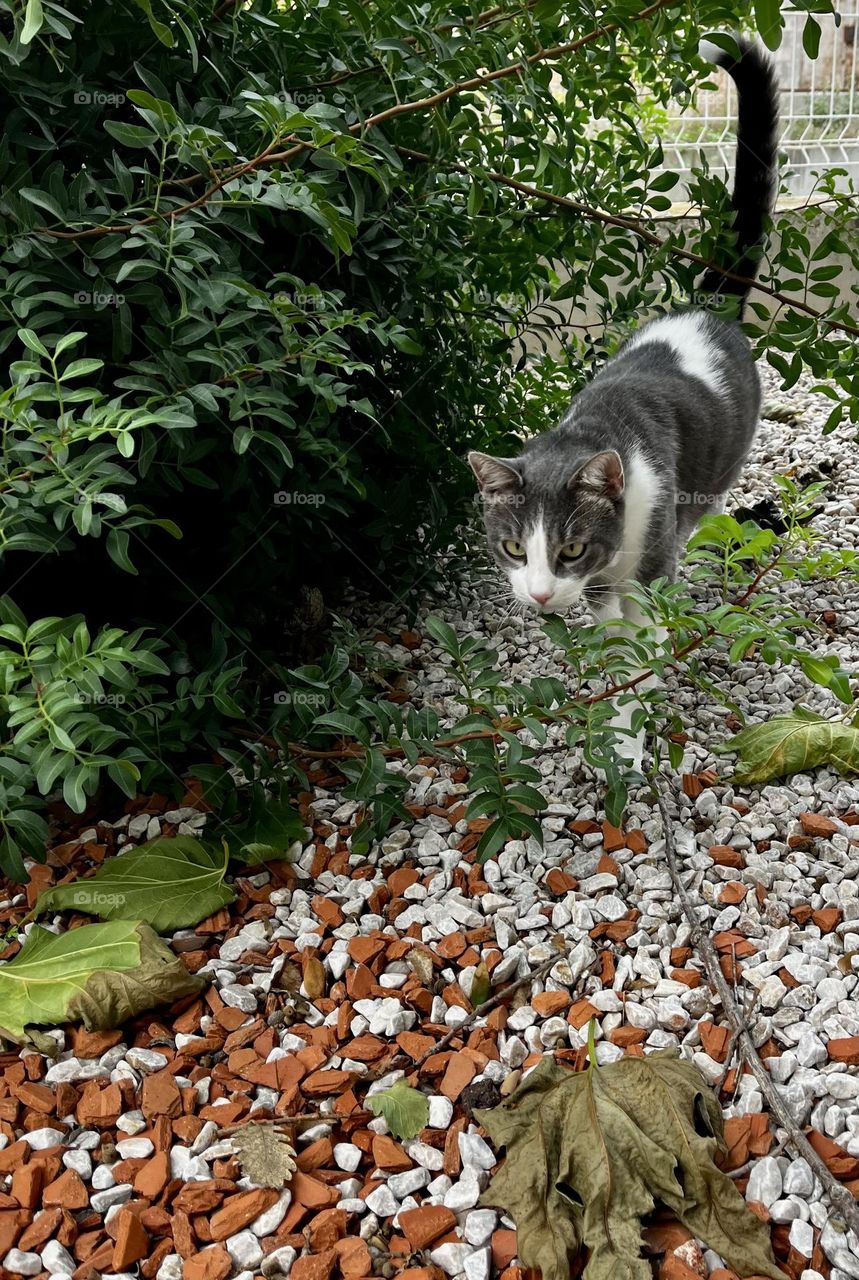 An elegant gray-and-white cat gracefully wanders among golden leaves and red stones in the garden. Nature and grace intertwine in this beautiful autumn tableau.