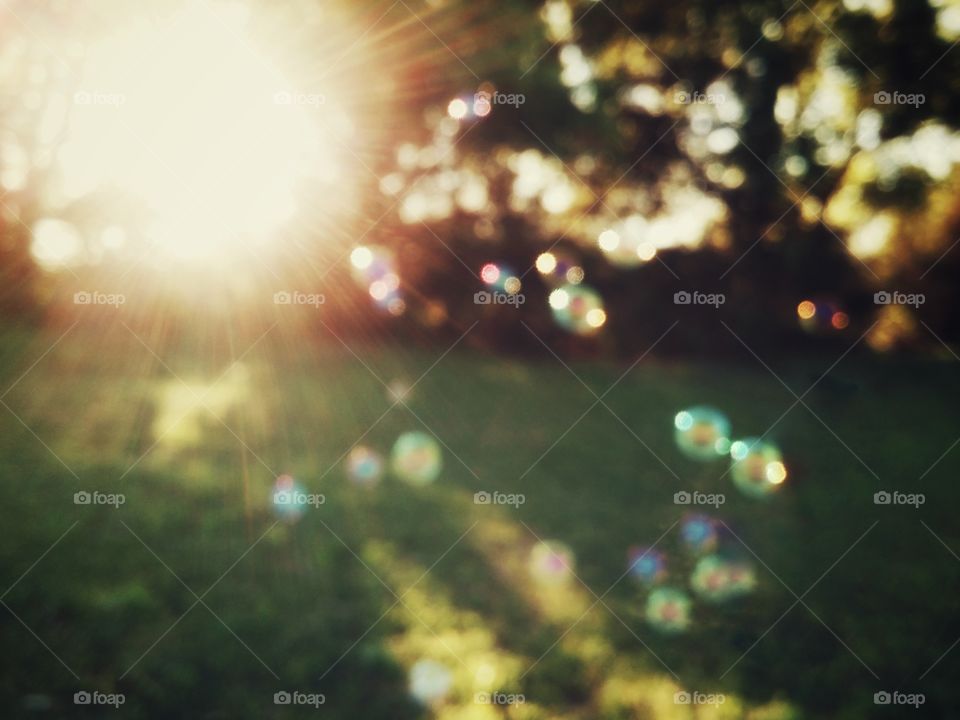 Multi Colored Bubbles Glowing in the Rays of the Sun in a Field Lined with Trees