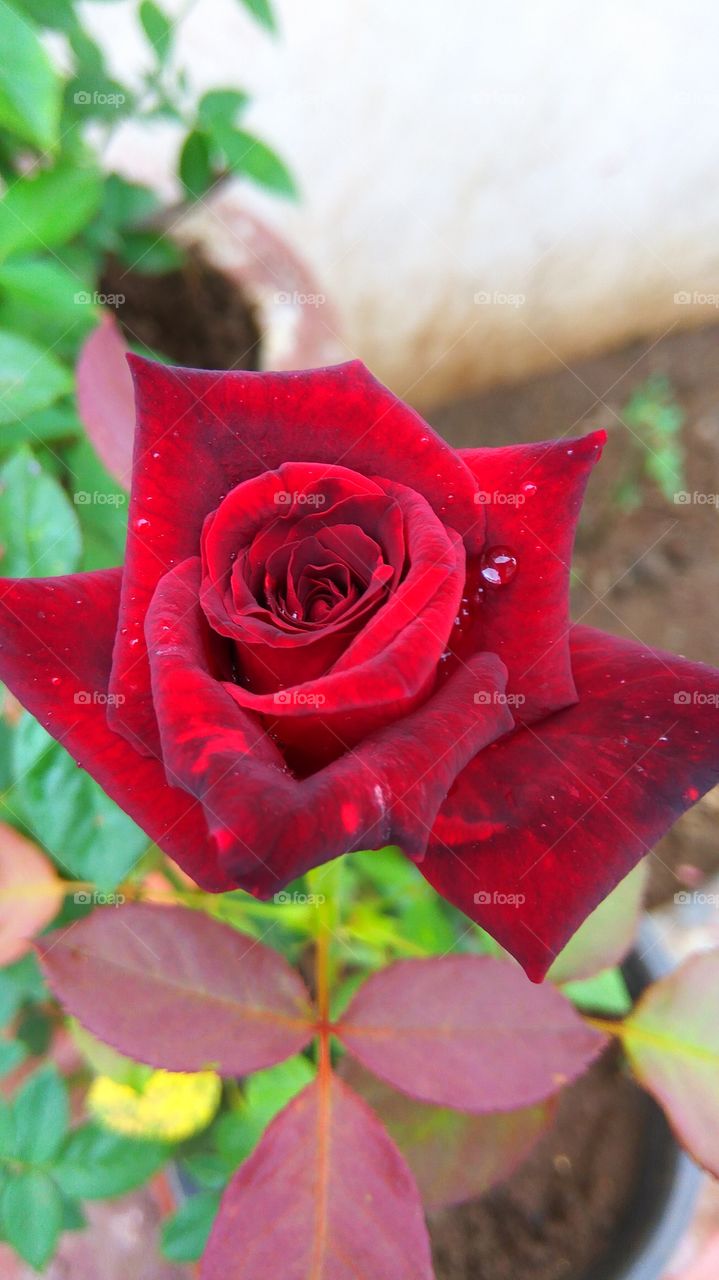 Blossom of red rose flower