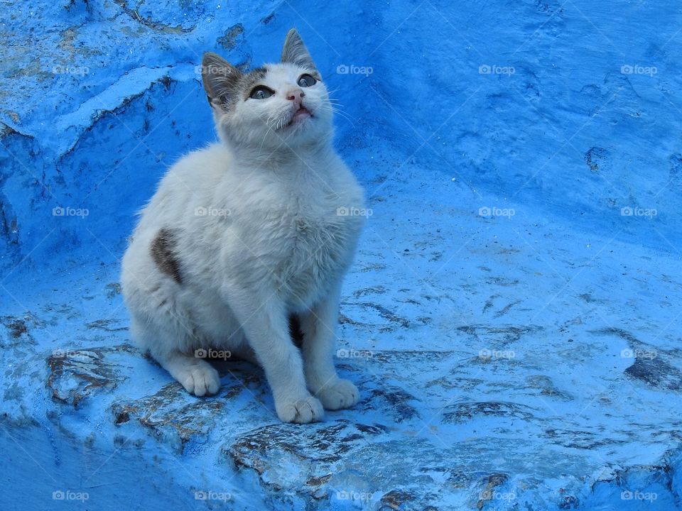 Blue steps for little kitten