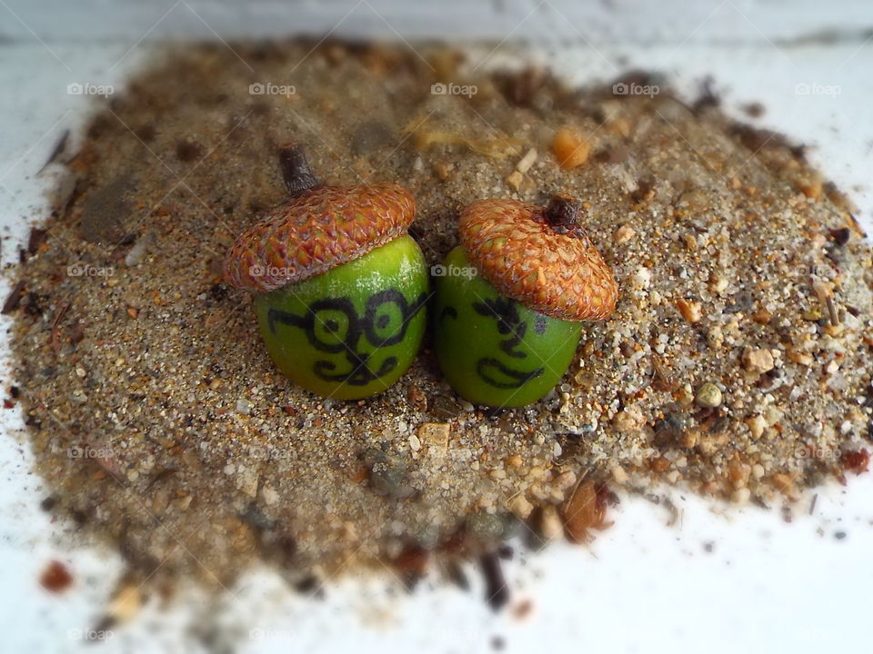 Closeup of two acorns with French berets