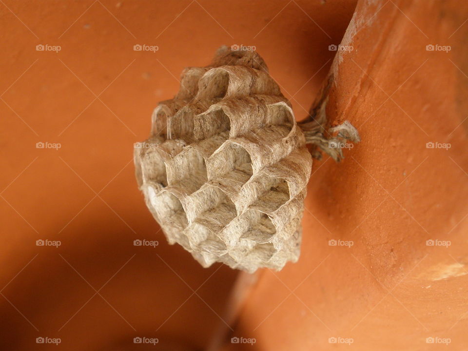 honeycomb wasps