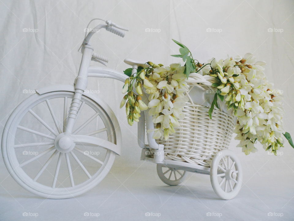 toy decorated bicycle with acacia flowers on a white background