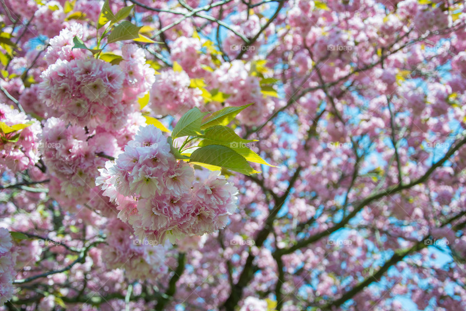 Cherry blossom in Malmö Sweden.