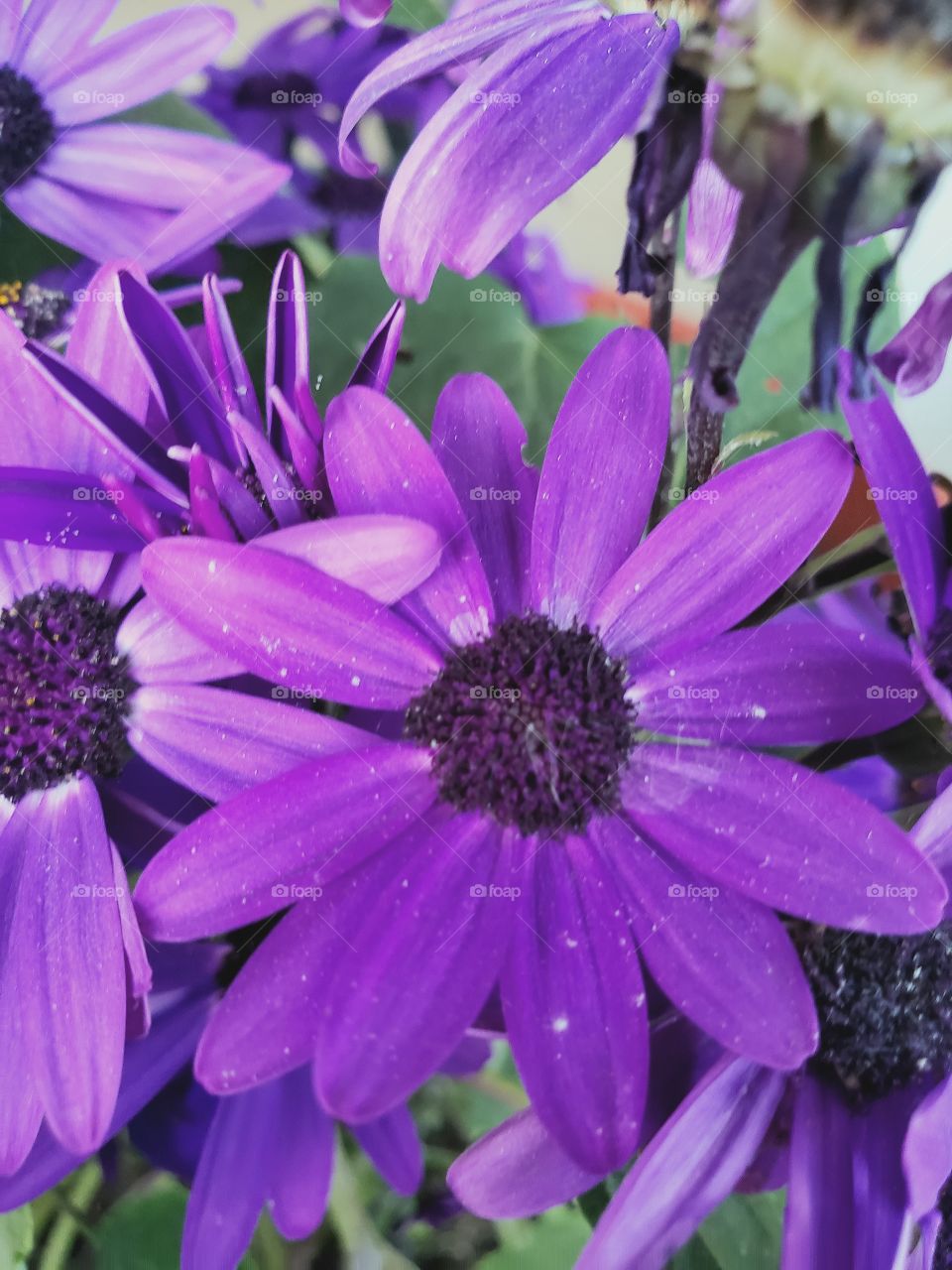 purple flowers
