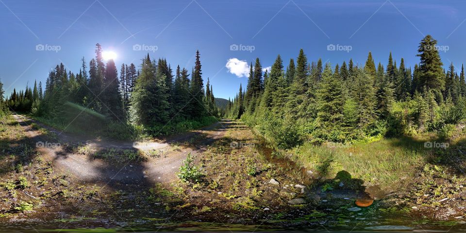Forest road 360°