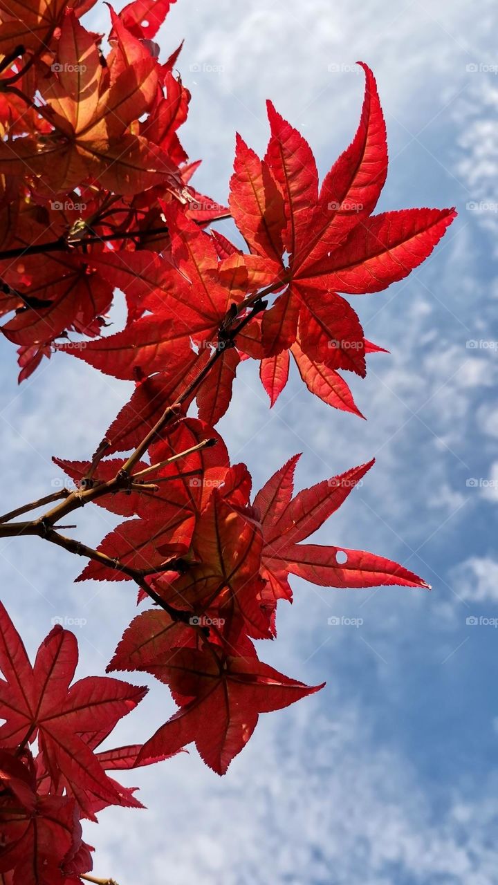 Reddish orange japanese maple and its ornamental leaves in spectacular fall colors