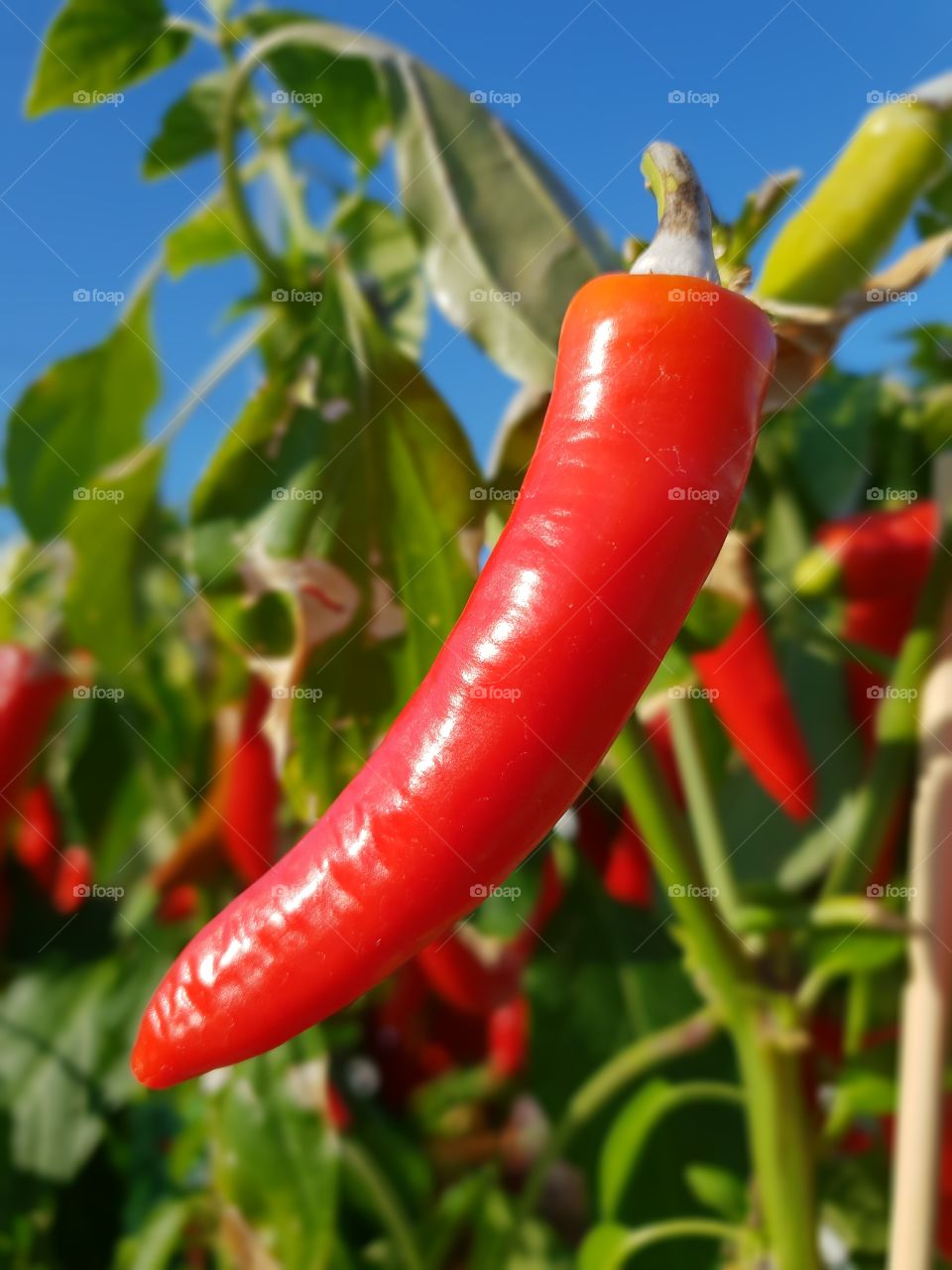 red chilli pepper plant