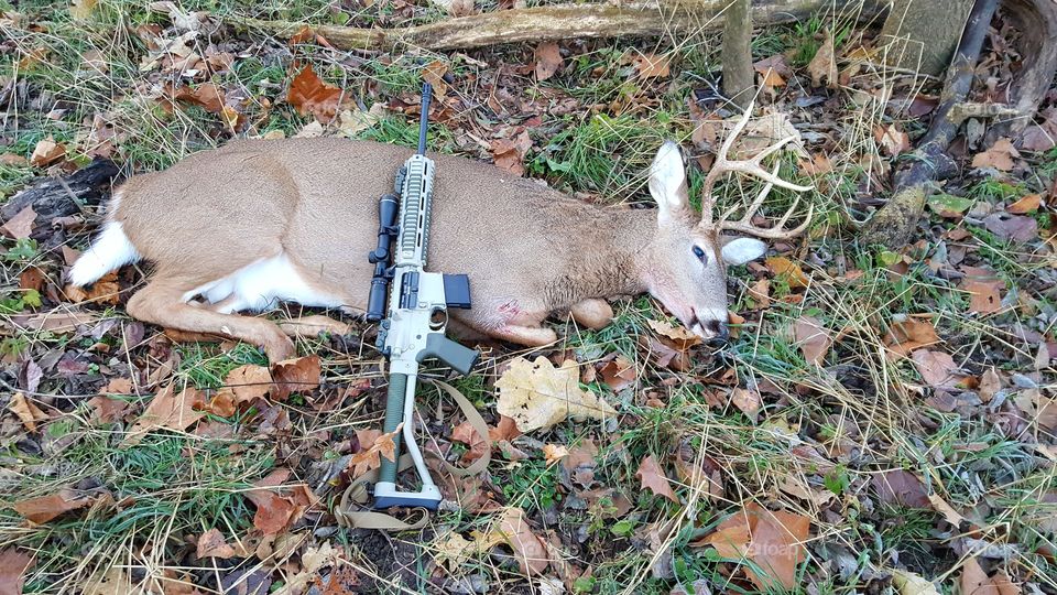 Saline Buck, 2015 MO deer season, Saline Valley Conservation Area, DPMS AR15