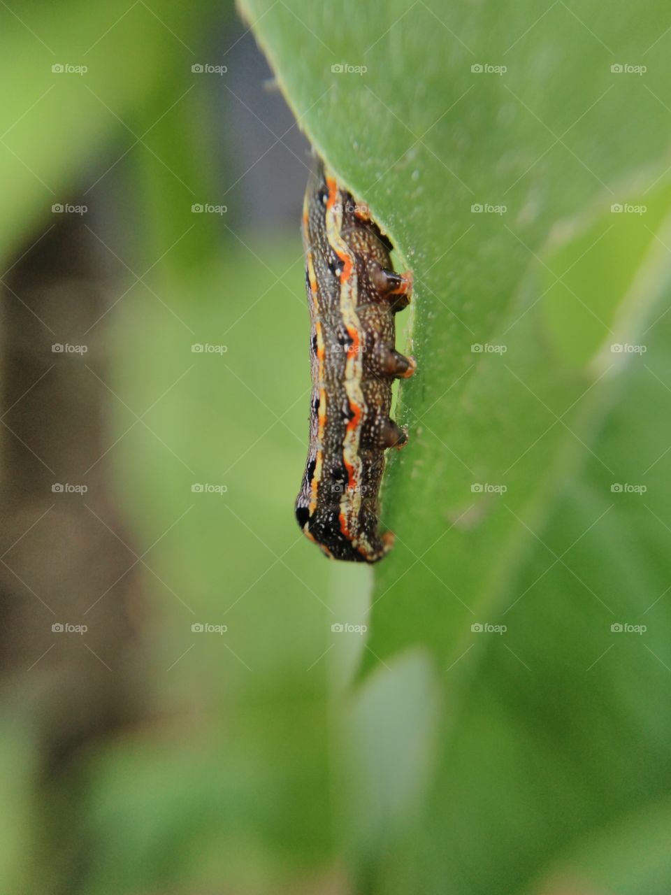 leaf eating Caterpillar