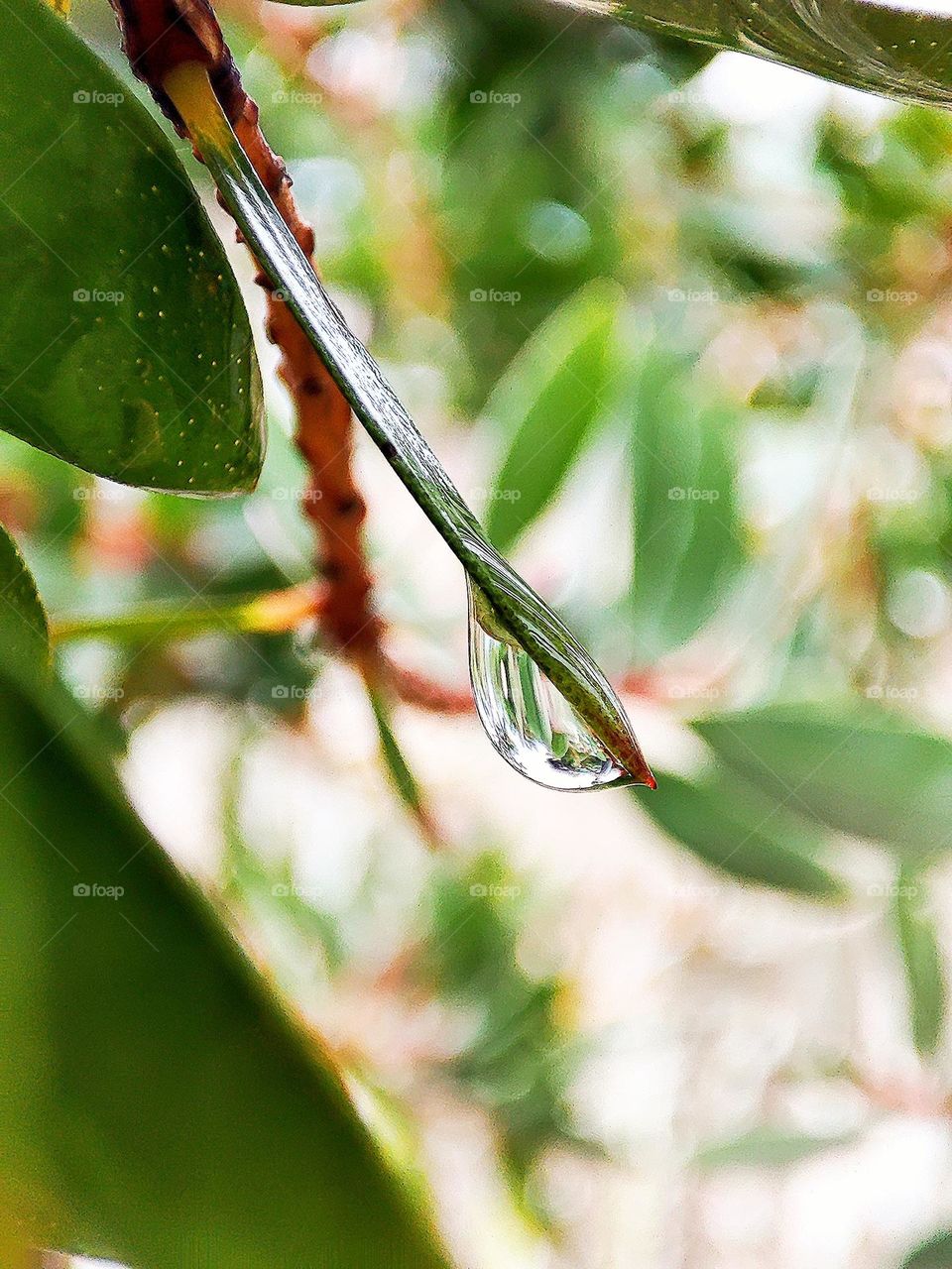 Droplet on leaf