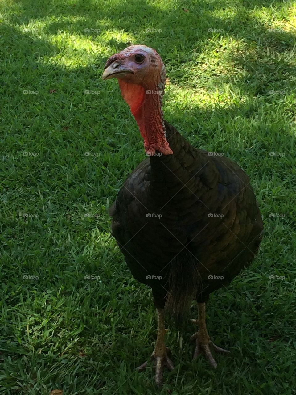 Turkey Gobble
