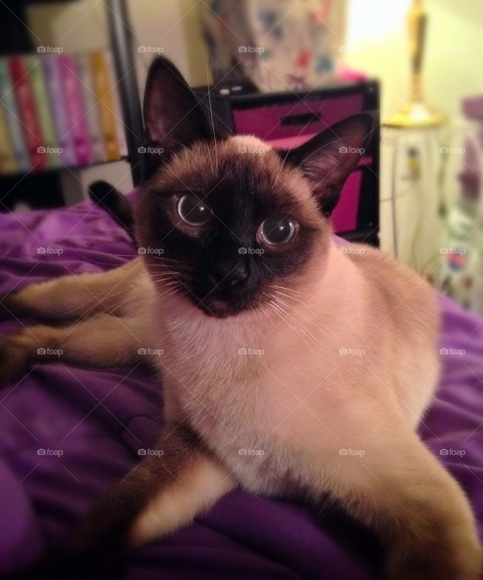 Lounging Lady. My Siamese cat, Lady