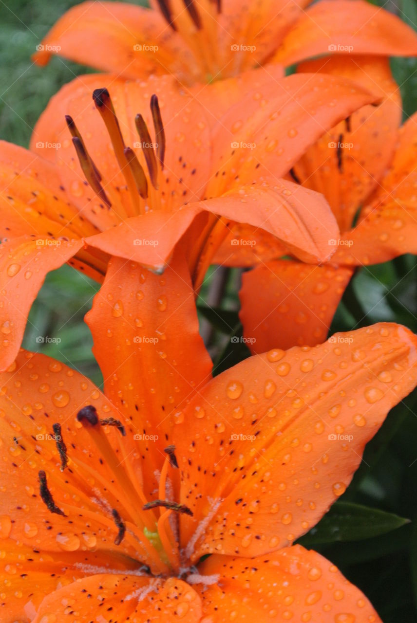 Orange flowers