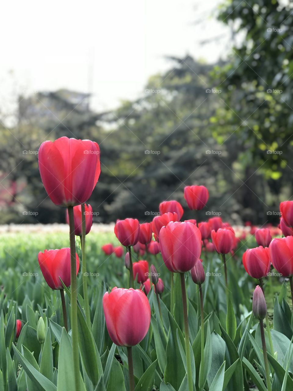 Tulips china