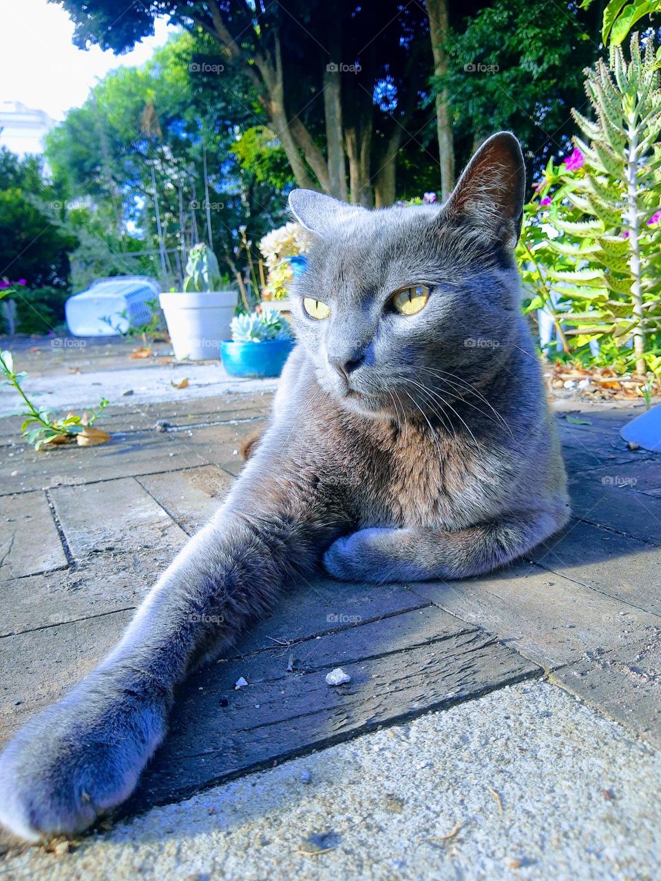 grey cat