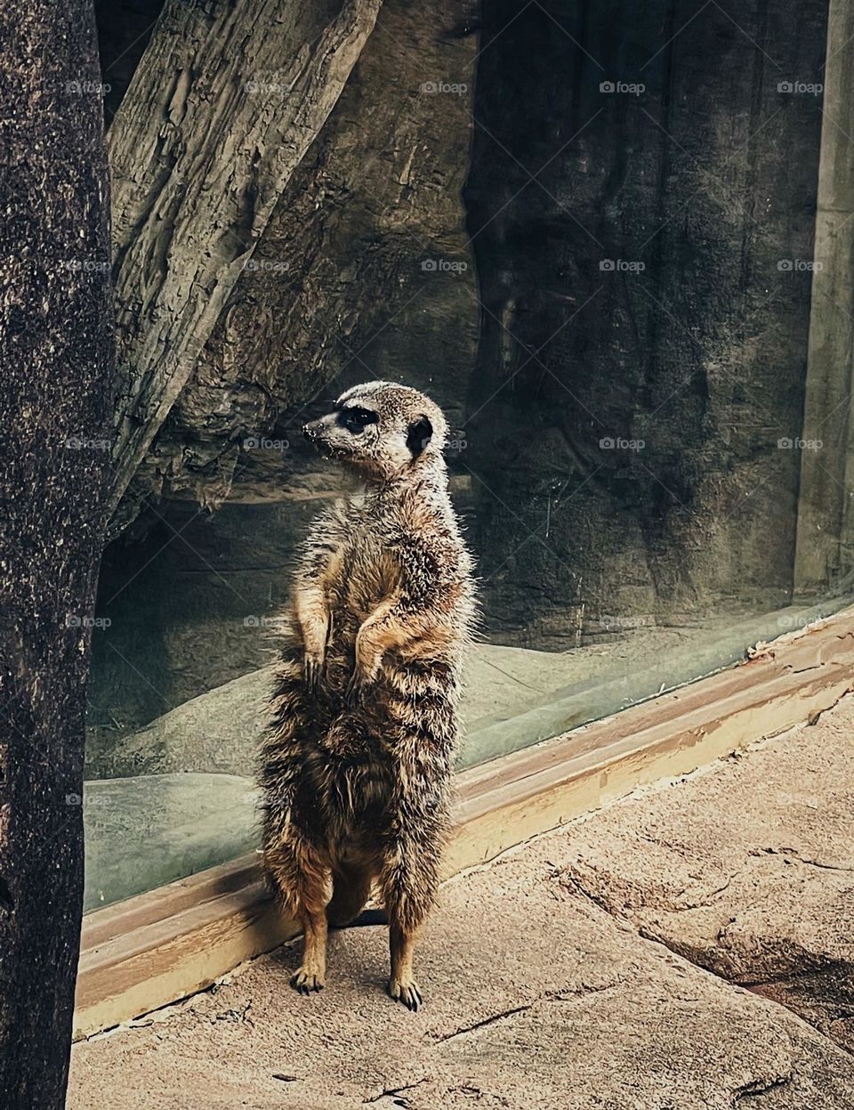 meerkat 