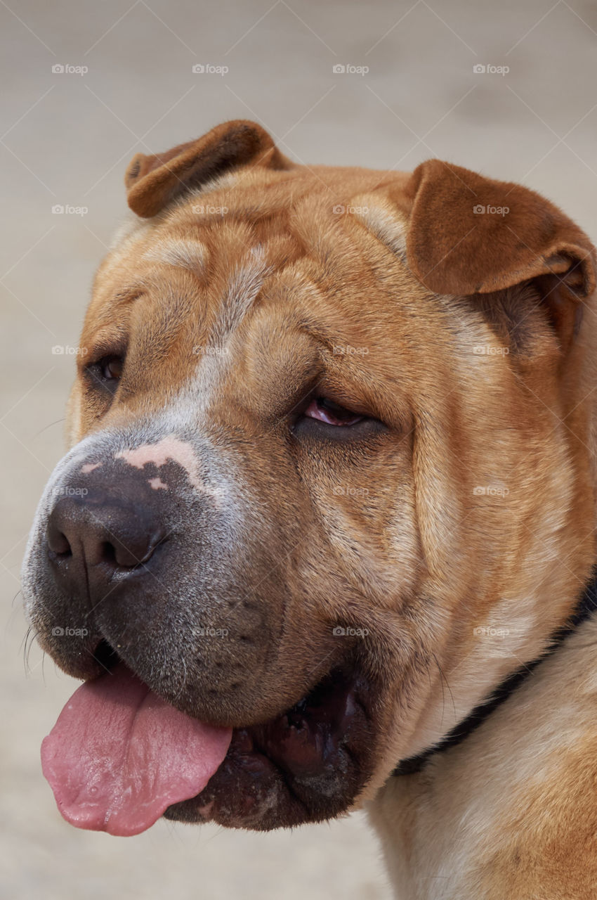 Close-up of a dog sticking out tongue