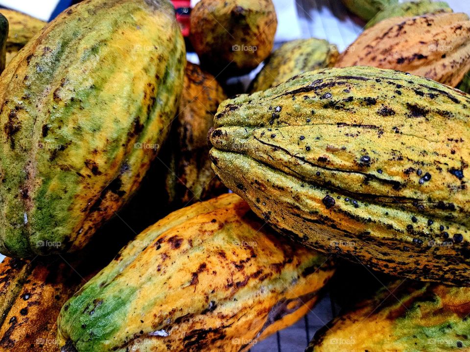 Real photos of overlapping raw cocoa beans with beautiful textures